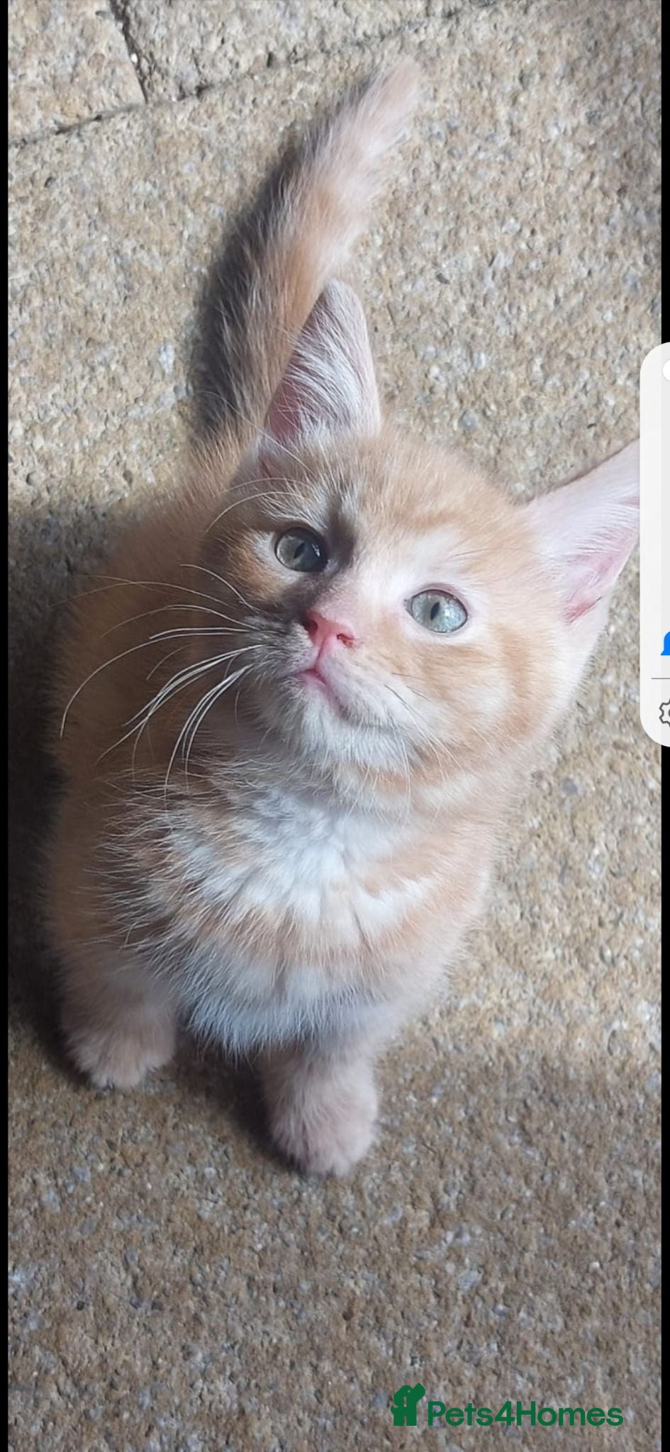 Mixed Breed cats Maine coon cross  - Advert 1