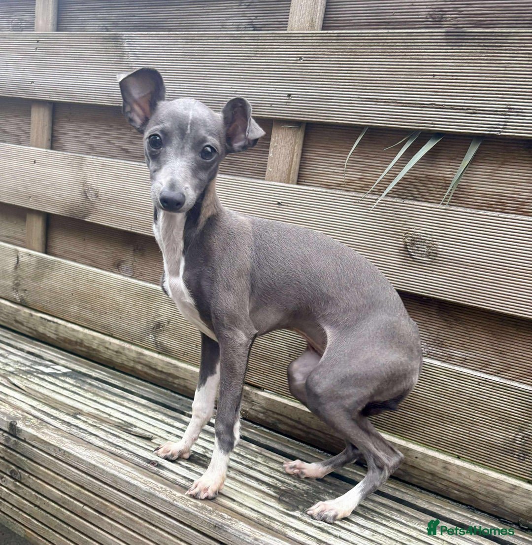 Italian Greyhound dogs for sale: Italian Greyhound  - Image 2