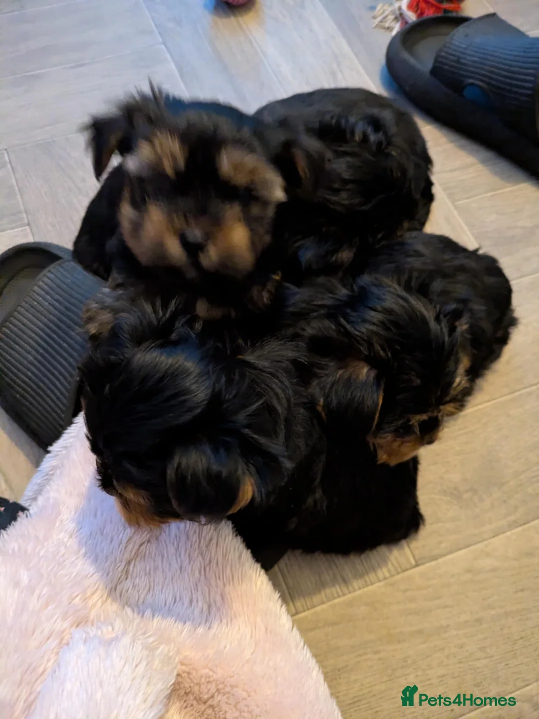 Yorkshire Terrier dogs for sale: Cute yorkies for sale - Advert 3