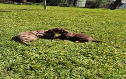 Miniature Dachshund dogs for sale: Special chocolate dapple doxies for sale - Image 3