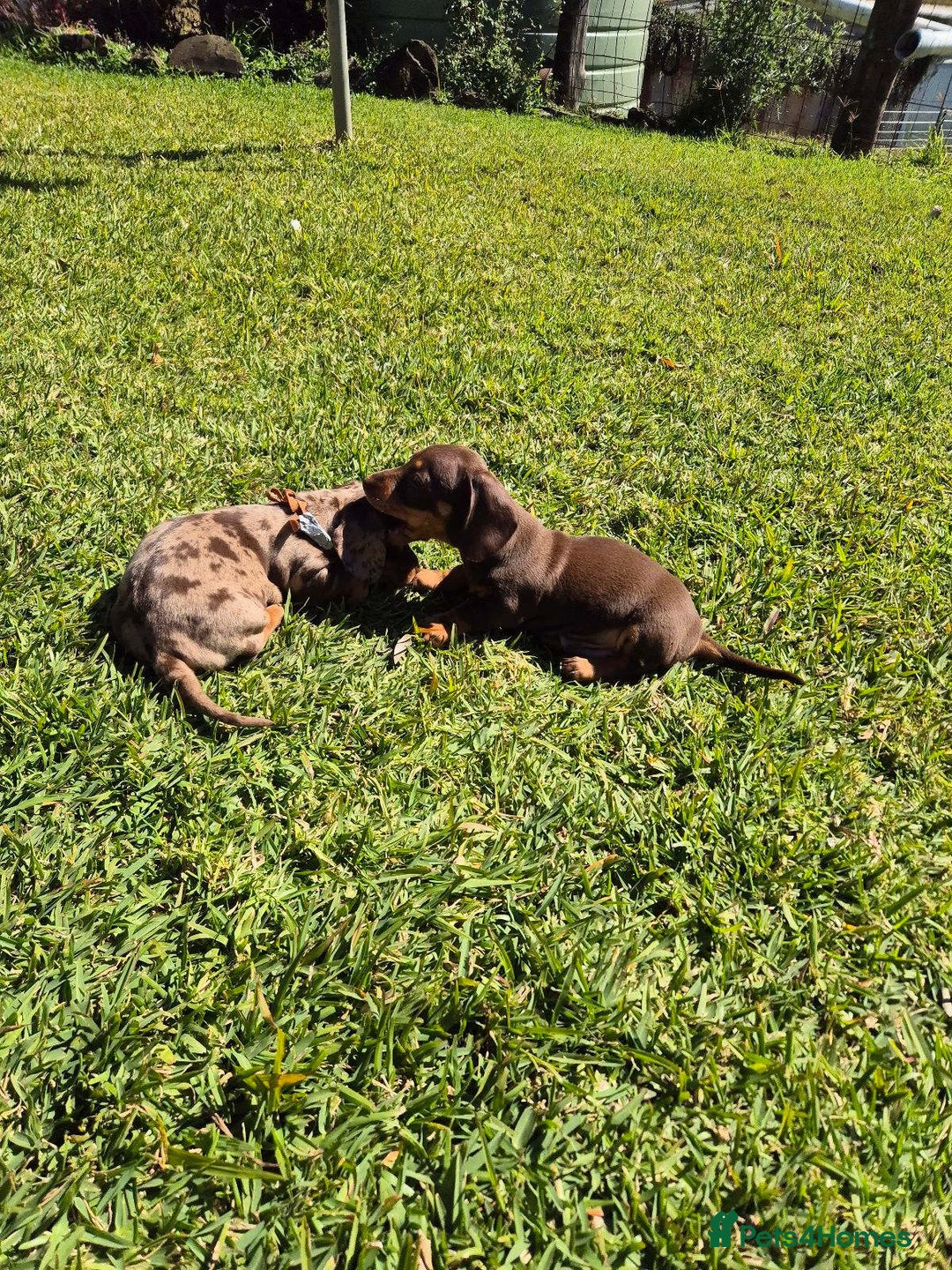 Miniature Dachshund dogs for sale: Special chocolate dapple doxies for sale - Image 3