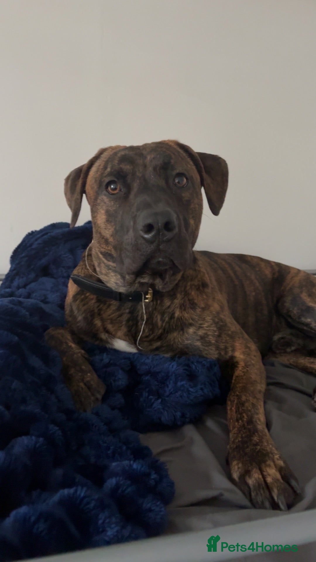 Belgian Shepherd Dog dogs for stud: belgian malinois X american staff - Advert 6