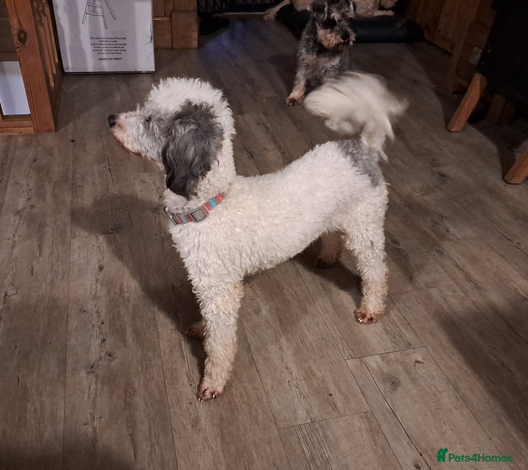 Toy Poodle dogs for stud: Kc Toy Poodle For Stud, proven and experienced  in Saint Austell - Image 3