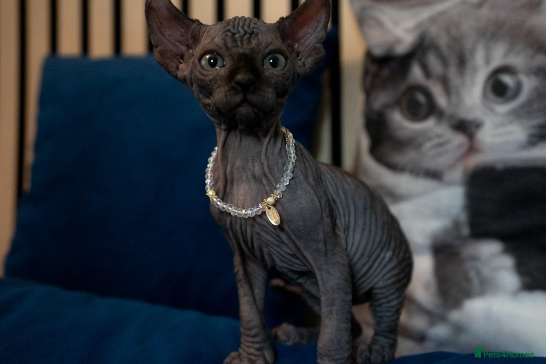 Sphynx cats for sale: 🌟 Stunning Sphynx & Elf Kittens  - Advert 26