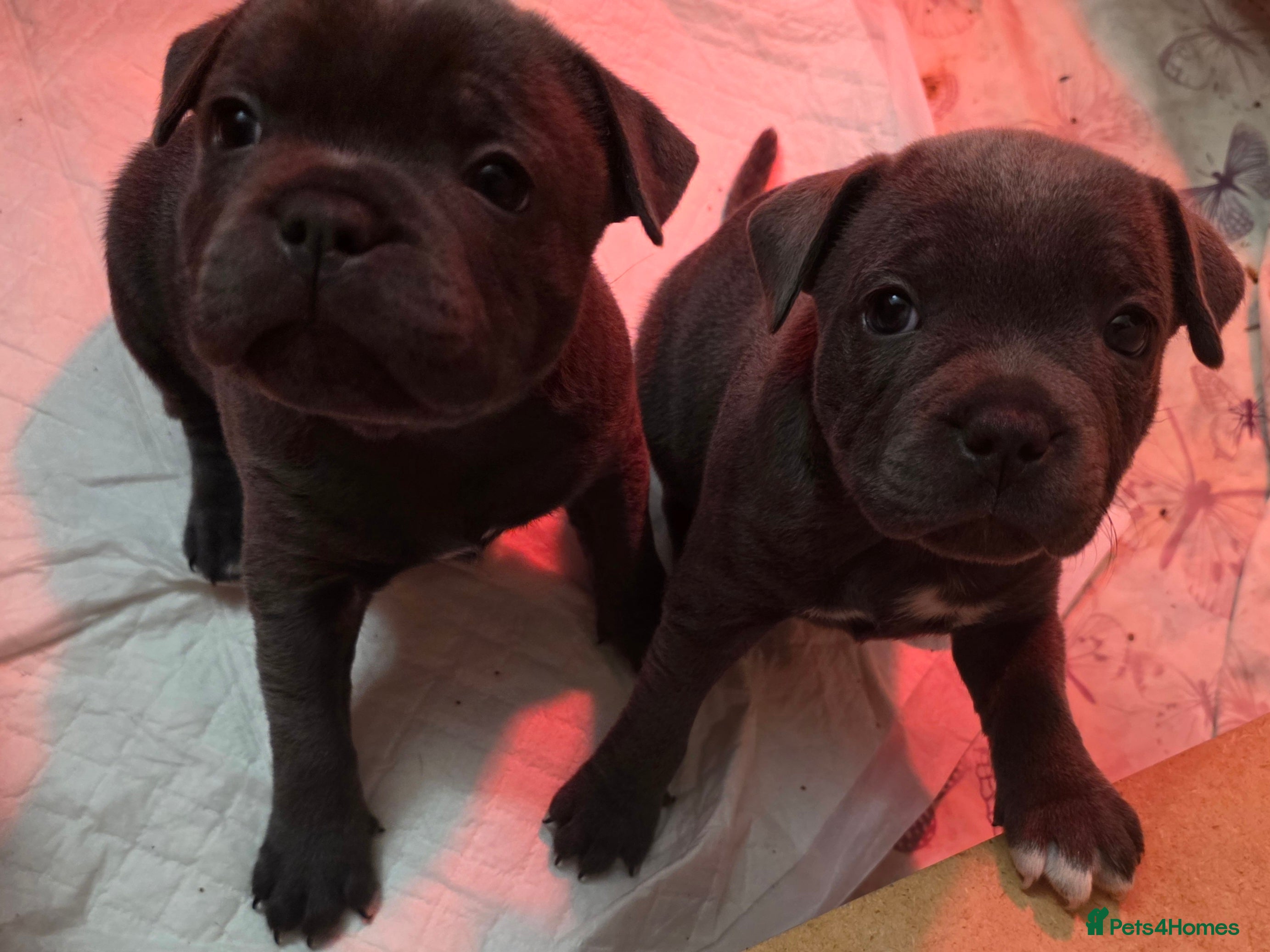 Staffordshire Bull Terrier dogs KC Reg. Staffordshire Bull Terrier  1Boy & 1Girl  - Advert 10