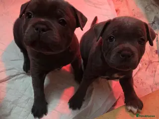 Staffordshire Bull Terrier dogs KC Reg. Staffordshire Bull Terrier 1Boy & 1Girl - Advert 10