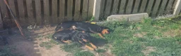 Rottweiler dogs for sale: Pair of rottweiler bitches - Advert 5