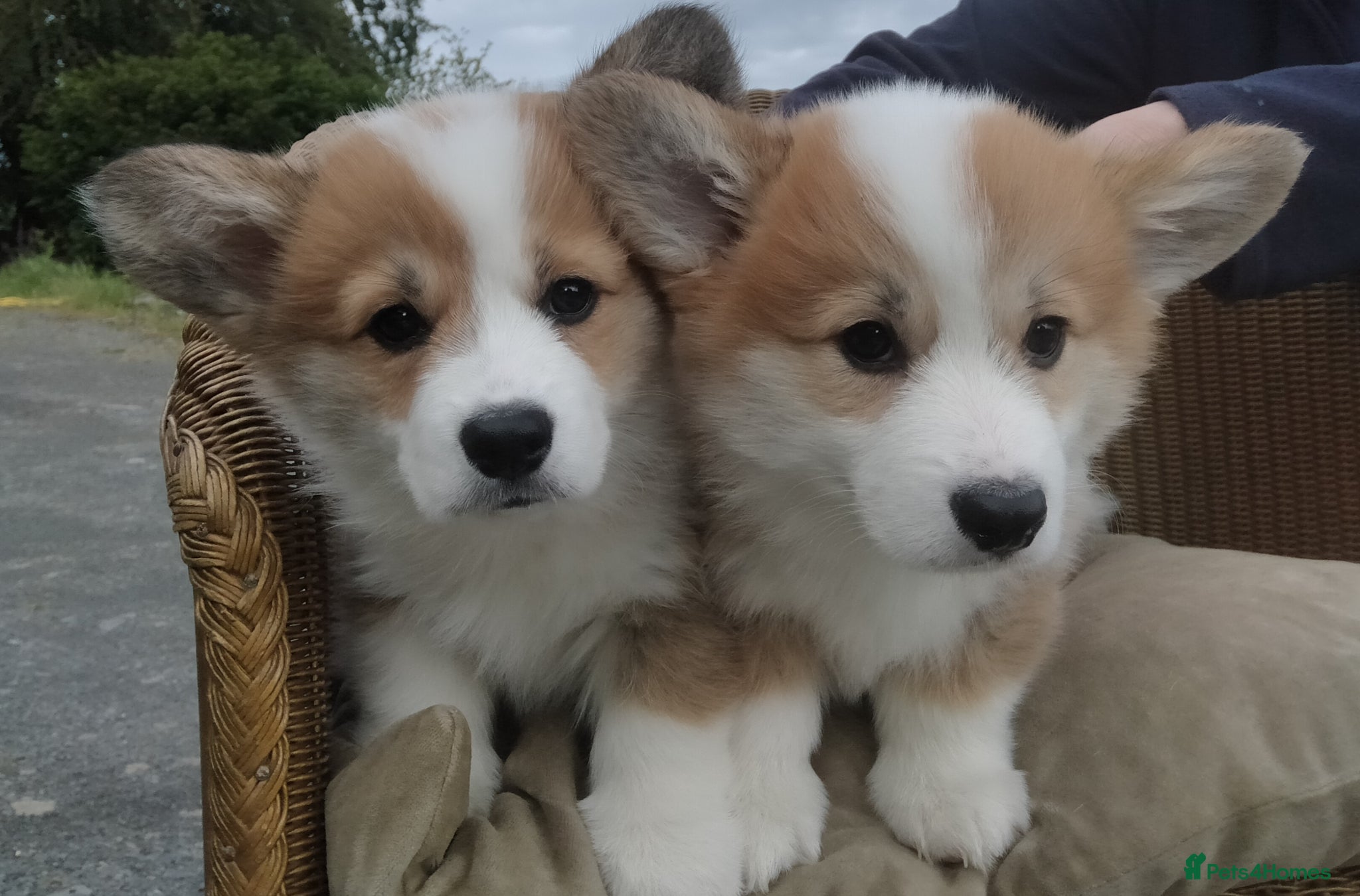Welsh Corgi Pembroke dogs Beautiful Pedigree Red & White corgi pups  - Advert 1