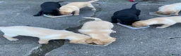 Labrador Retriever dogs for sale: Labrador Retreiver pups  in Bishop Auckland - Advert 3