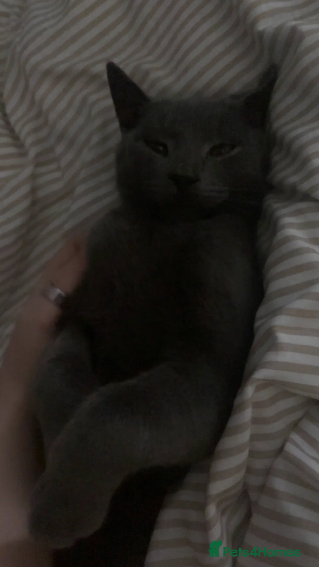 Russian Blue cats for sale: Russian blue  in Belfast - Advert 9