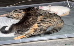 Mixed Breed cats for sale: Two beautiful kittens  - Image 7