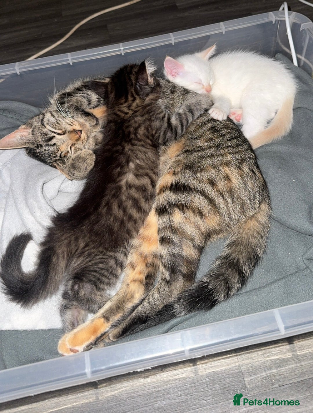 Mixed Breed cats for sale: Two beautiful kittens  - Image 7