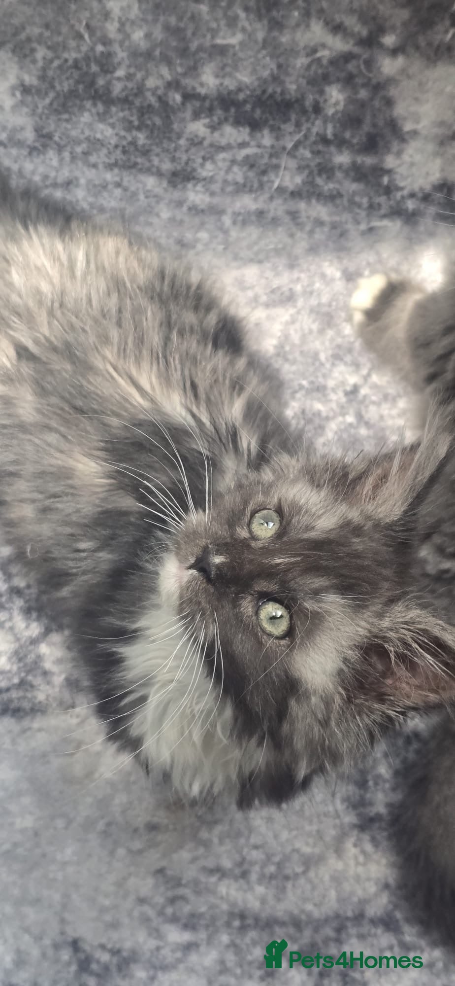 Maine Coon cats Pure breed female adorable Maine coon girl - Advert 18