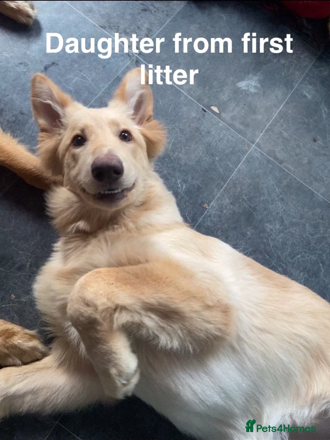 German Shepherd dogs for sale: Gorgeous German shepherd pups - Advert 23