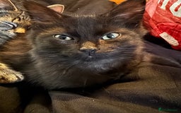 Mixed Breed cats for sale: Kittens for sale  - Advert 4