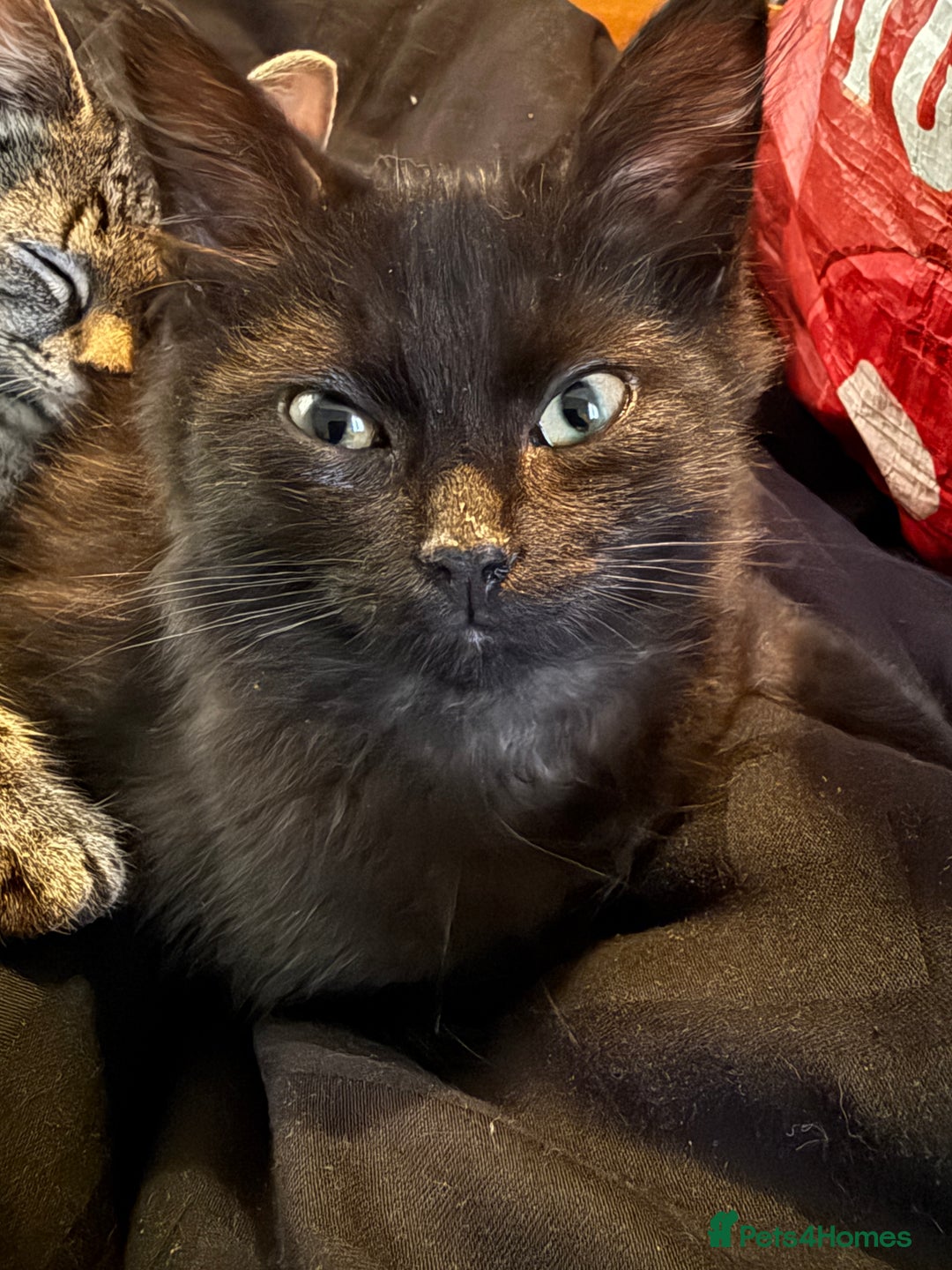 Mixed Breed cats for sale: Kittens for sale  - Advert 4