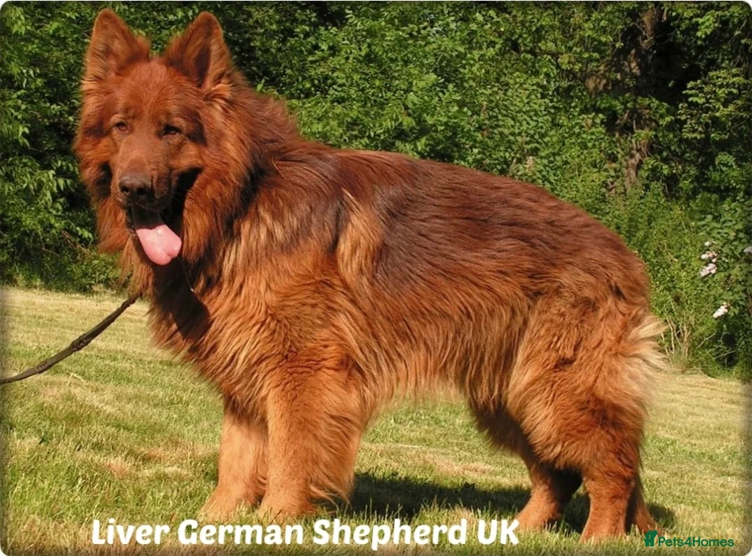 German Shepherd dogs for sale: Liver German Shepherd puppies  - Advert 2