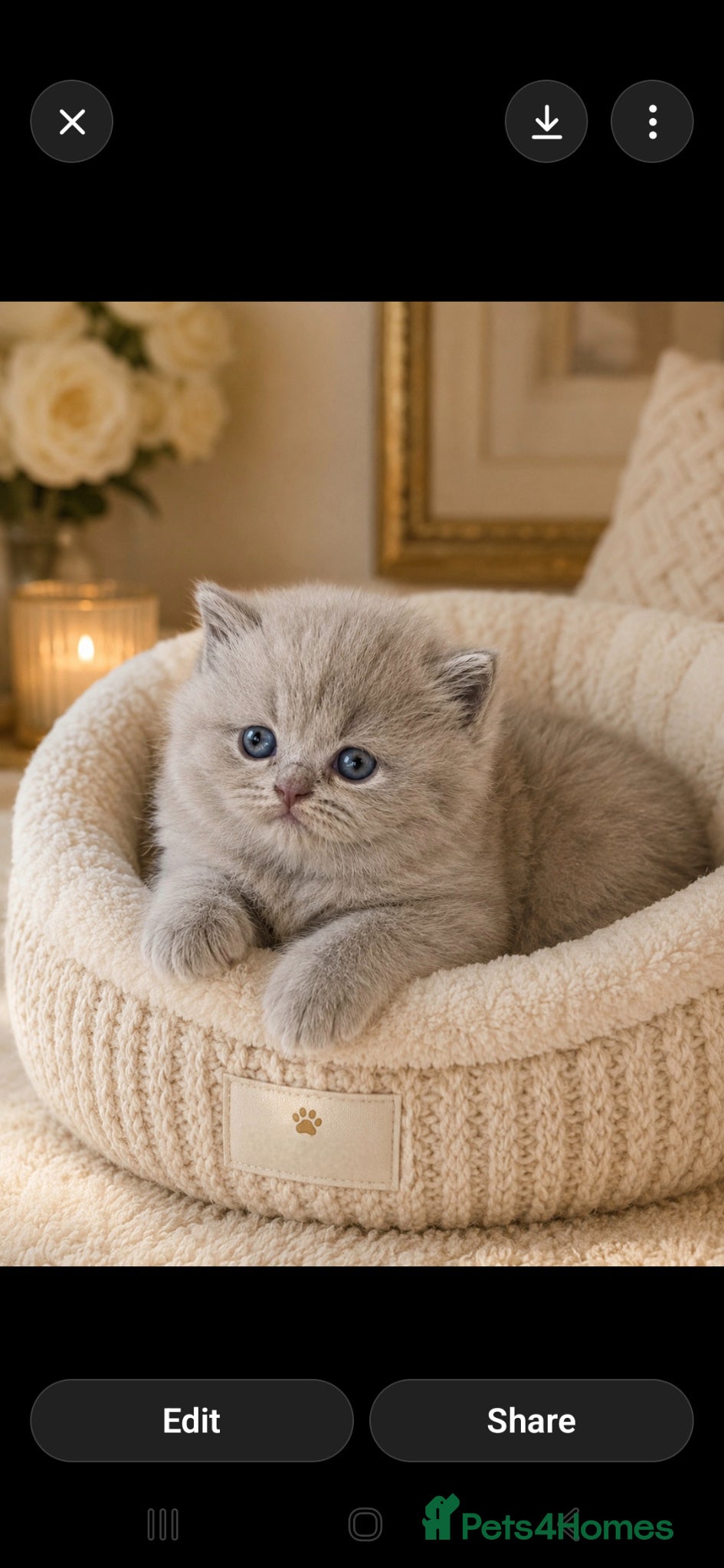 British Shorthair cats Beautiful champion GCCF British Shorthair Kittens  - Advert 14
