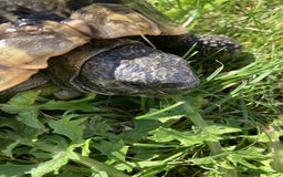 Hermann Tortoise reptiles for sale: 19 year old Hermann Tortoise called Victor - Image 3