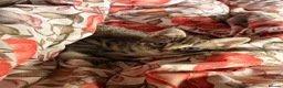 Mixed Breed cats for sale: 2 Tabby kittens for sale - Advert 8