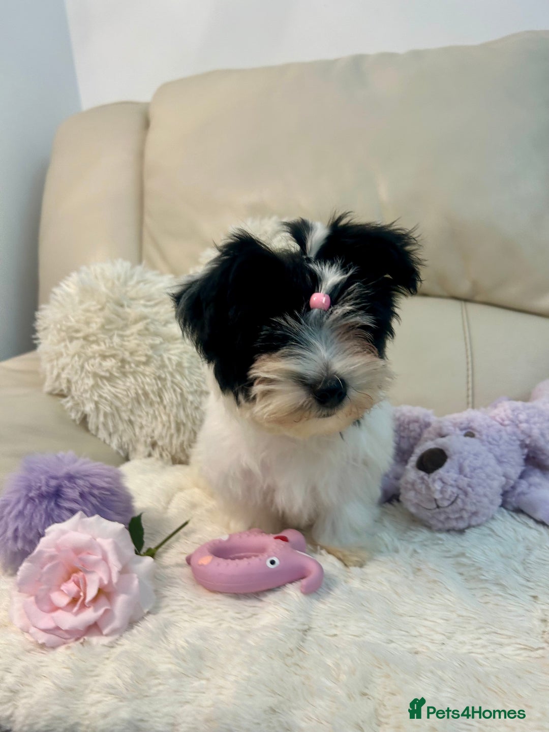 Biewer Terrier dogs for sale: 🩶🩷Biewer-Biro Champion heritage pups! 🐶❤️ - Image 40