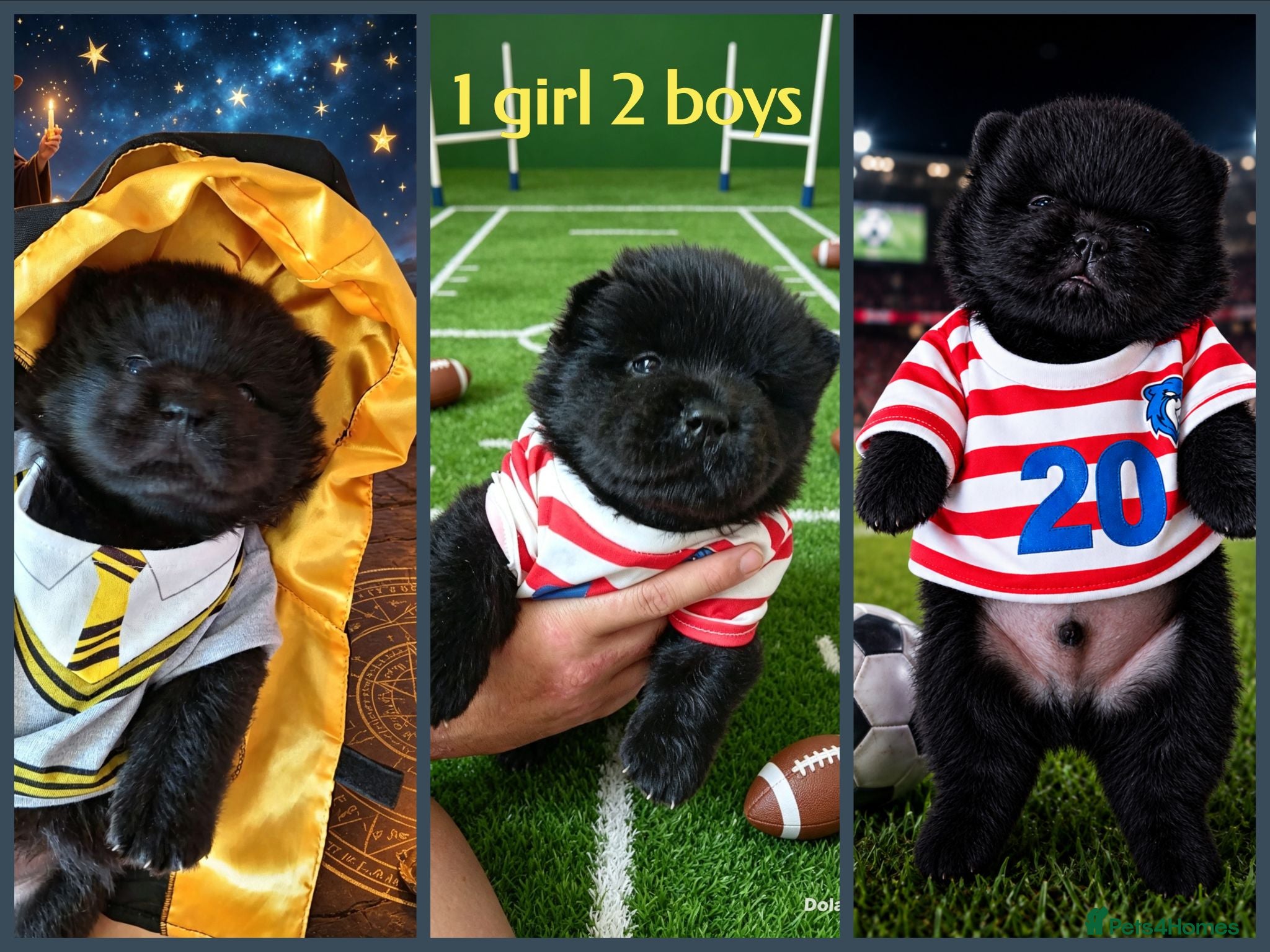 Chow Chow dogs 🐾 Adorable KC Registered Chow Chow Puppies 🐾 - Advert 7