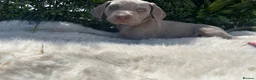 Weimaraner dogs for sale: 💫Reduced Price KC Litter💫 - Advert 30