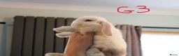 Mini Lop rabbits for sale: Mini Lop babies - Advert 13