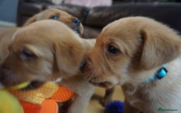 Labrador Retriever dogs for sale: READY NOW Stunning Fox red Labrador puppies - Advert 29