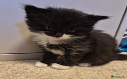 Mixed Breed cats for sale: Gorgeous fluffy kittens  - Image 5