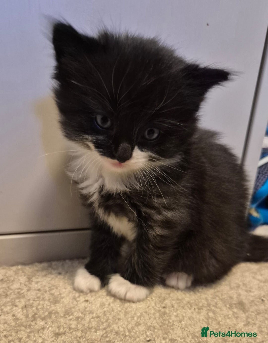 Mixed Breed cats for sale: Gorgeous fluffy kittens  - Image 5