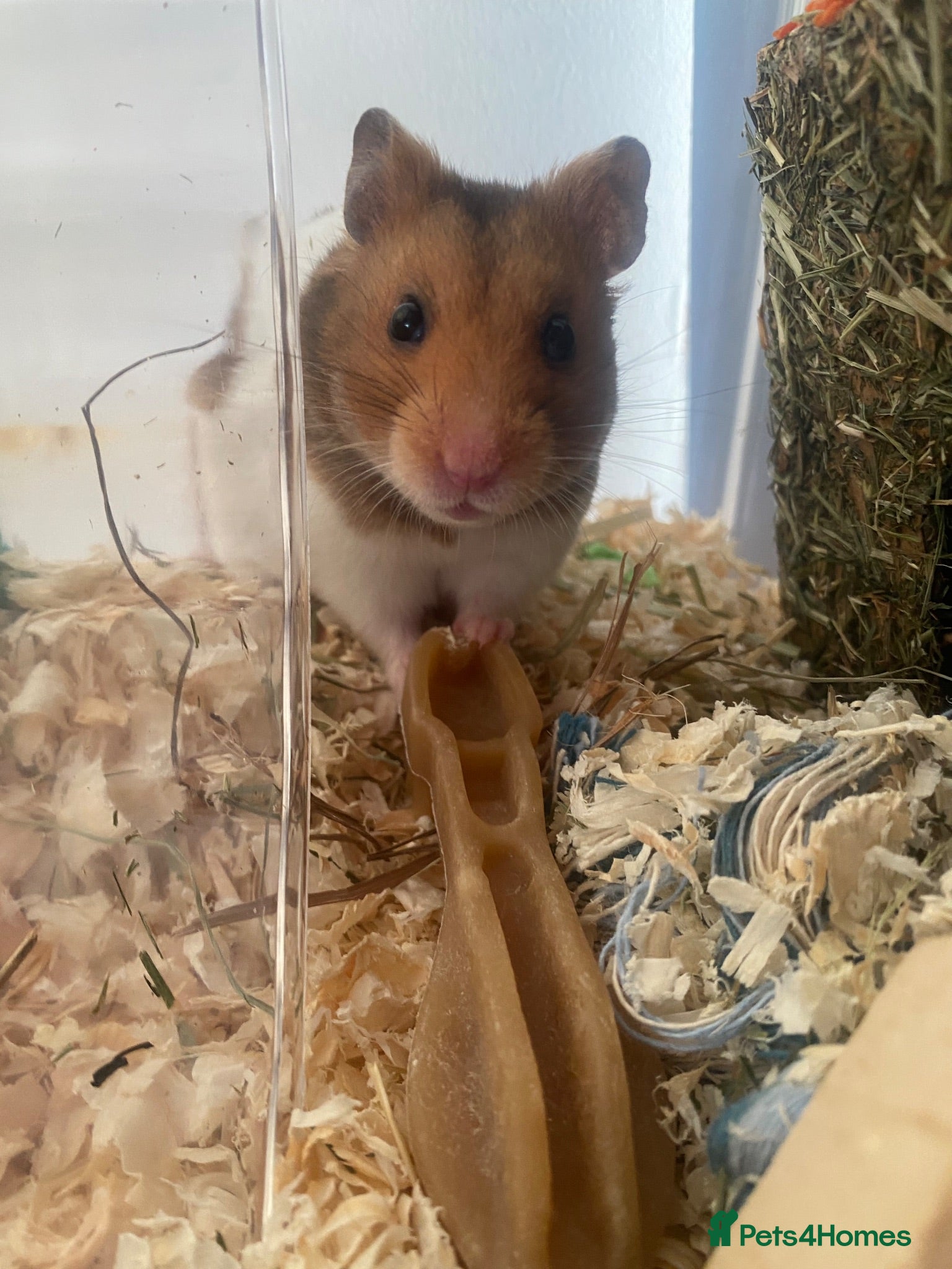 Hamster rodents male syrian hamster  - Advert 1