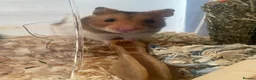 Hamster rodents for sale: male syrian hamster  in Didcot - Advert 1