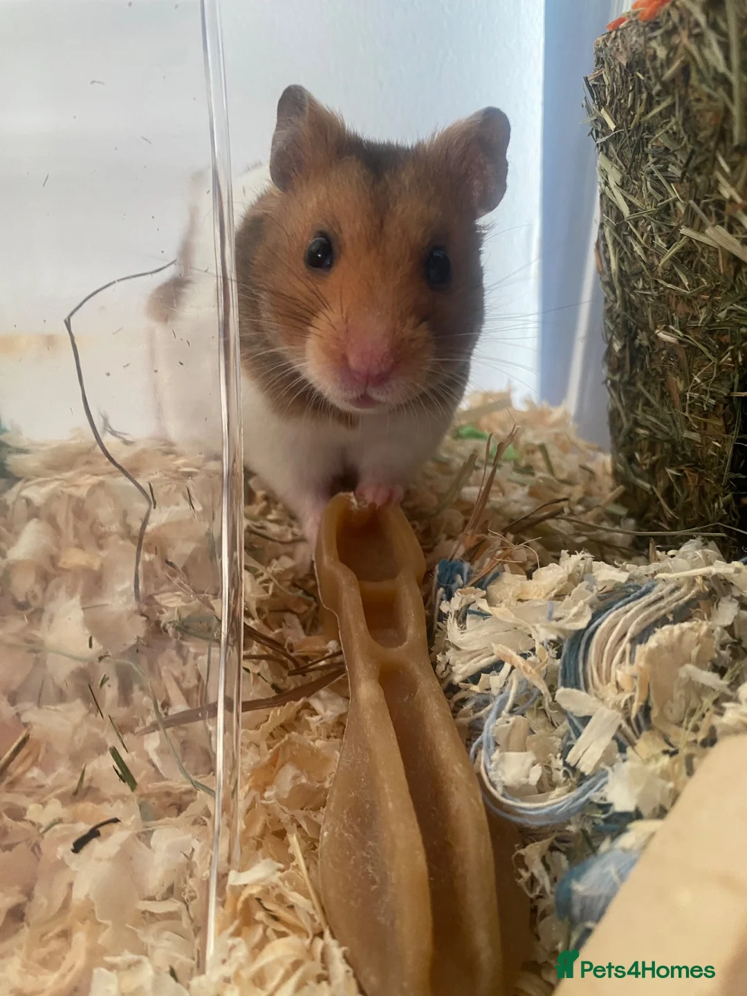Hamster rodents for sale: male syrian hamster  in Didcot - Advert 1