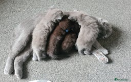 British Shorthair cats for sale: British short hair kittens  - Image 9