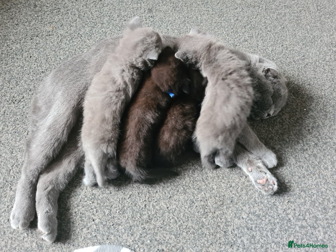 British Shorthair cats for sale: British short hair kittens  - Image 9