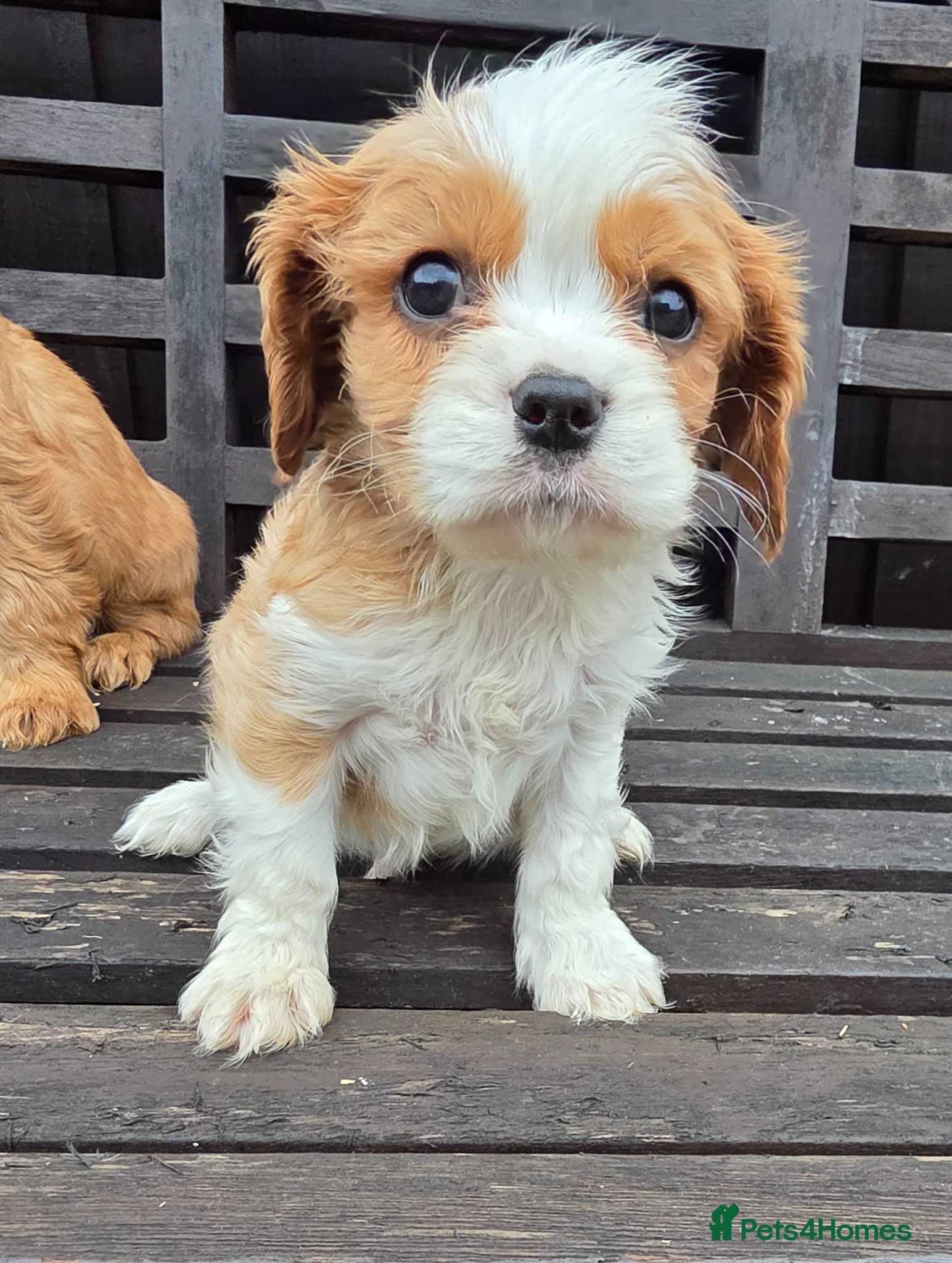 Cavapoo dogs Beautiful f1b cavapoo puppies  - Advert 2