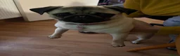 Pug dogs for sale: 8 month old Pug  - Advert 3