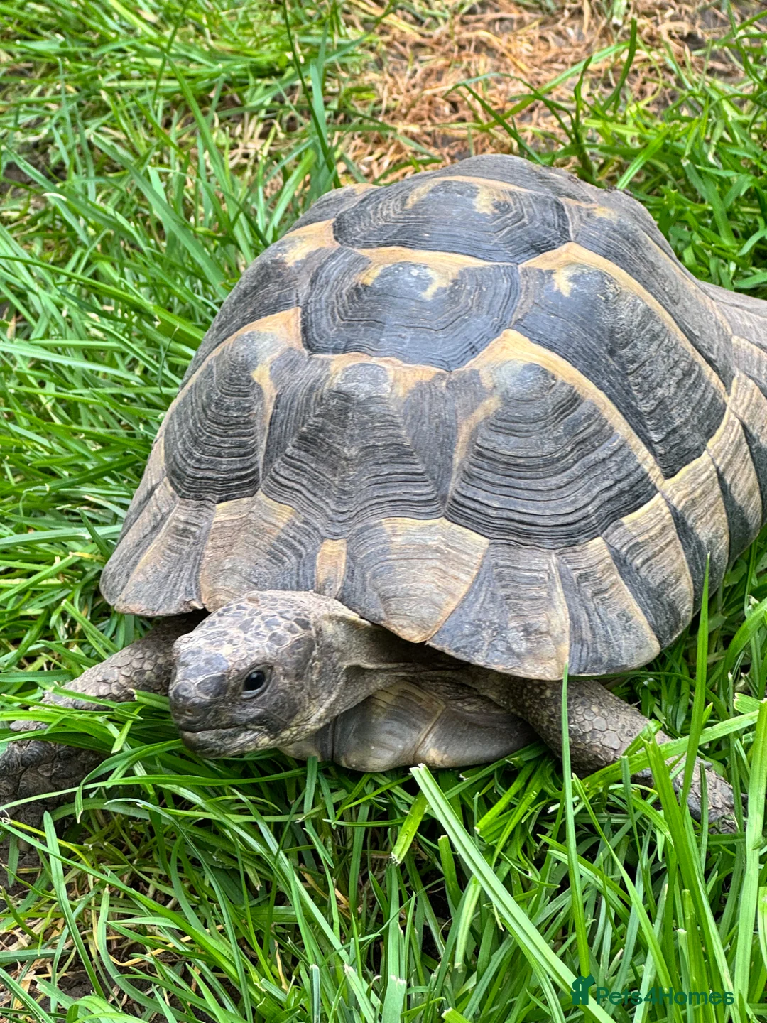 Tortoise reptiles for sale: Herman tortoise - Advert 1