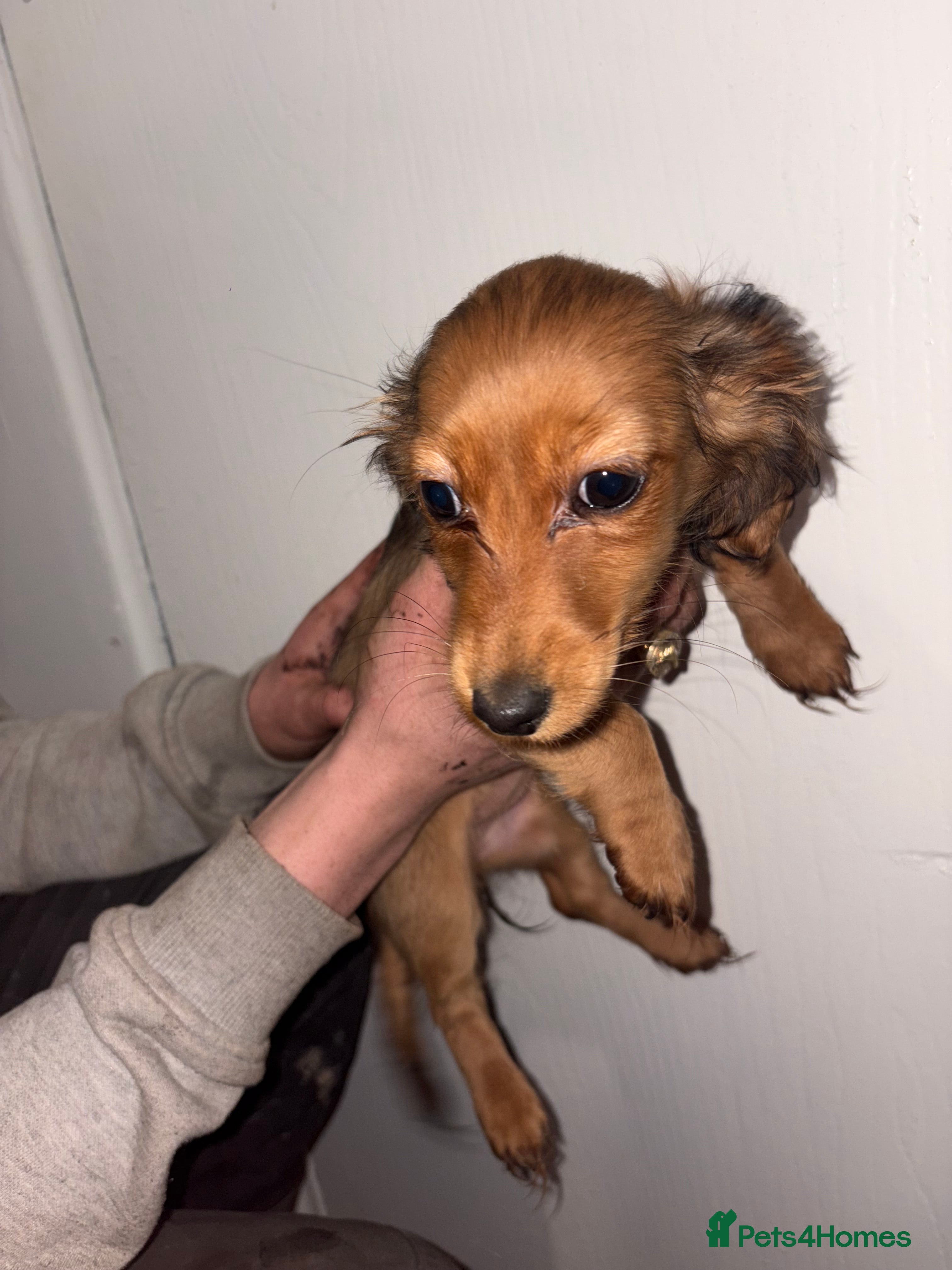 Dachshund dogs 2 dachshund left  - Advert 1