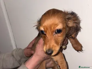 Dachshund dogs 2 dachshund left - Advert 1