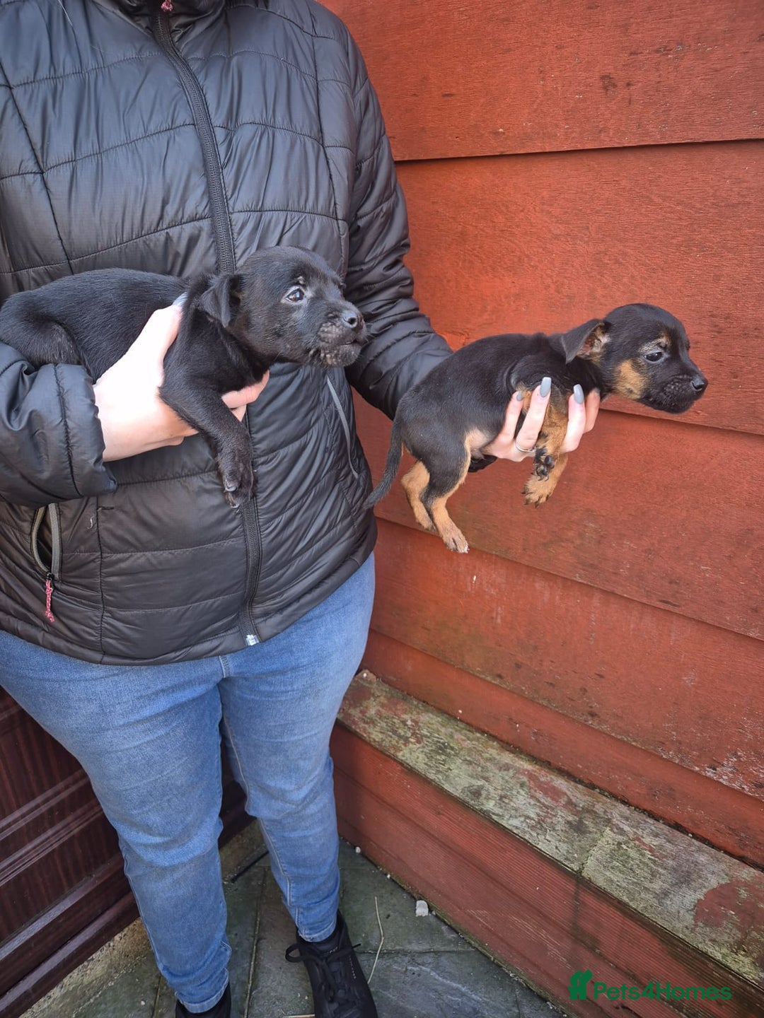 Patterdale Terrier dogs for sale: Patterdale Puppies - Advert 11
