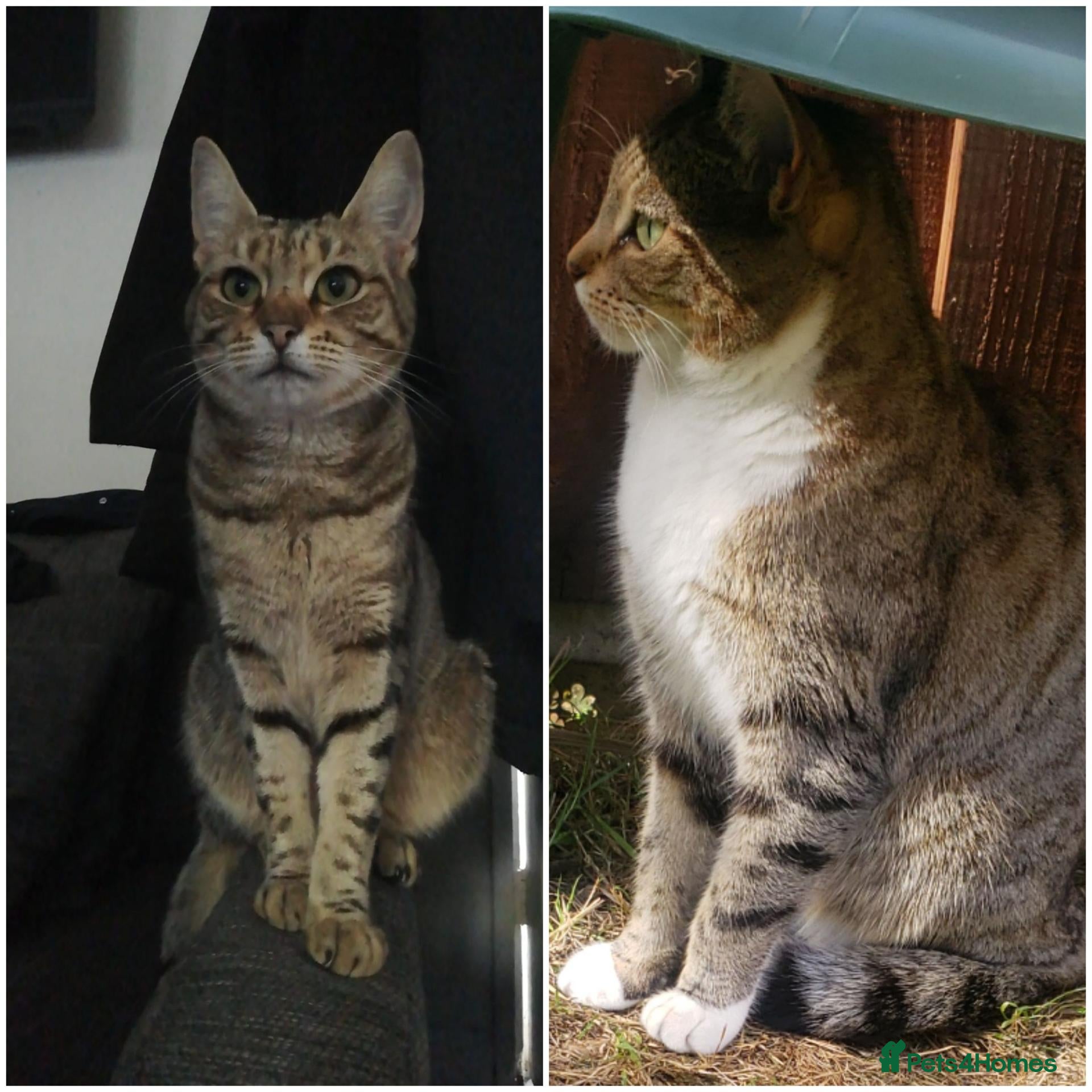 Mixed Breed cats for sale: Two very friendly Young Adult sister Cats - Advert 1