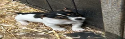 Jack Russell dogs for sale: Fantastic litter of Jack Russell  - Advert 10
