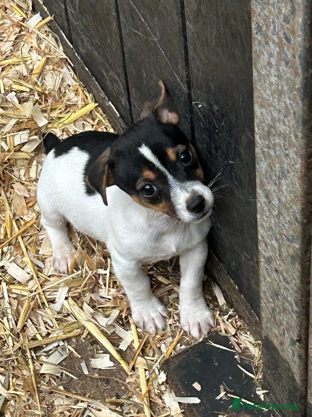 Jack Russell dogs for sale: Fantastic litter of Jack Russell  - Advert 10