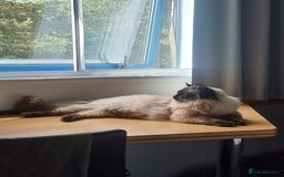 Ragdoll cats for stud: Ollie - Ragdoll Stud Available - Playful & Loving - Image 9