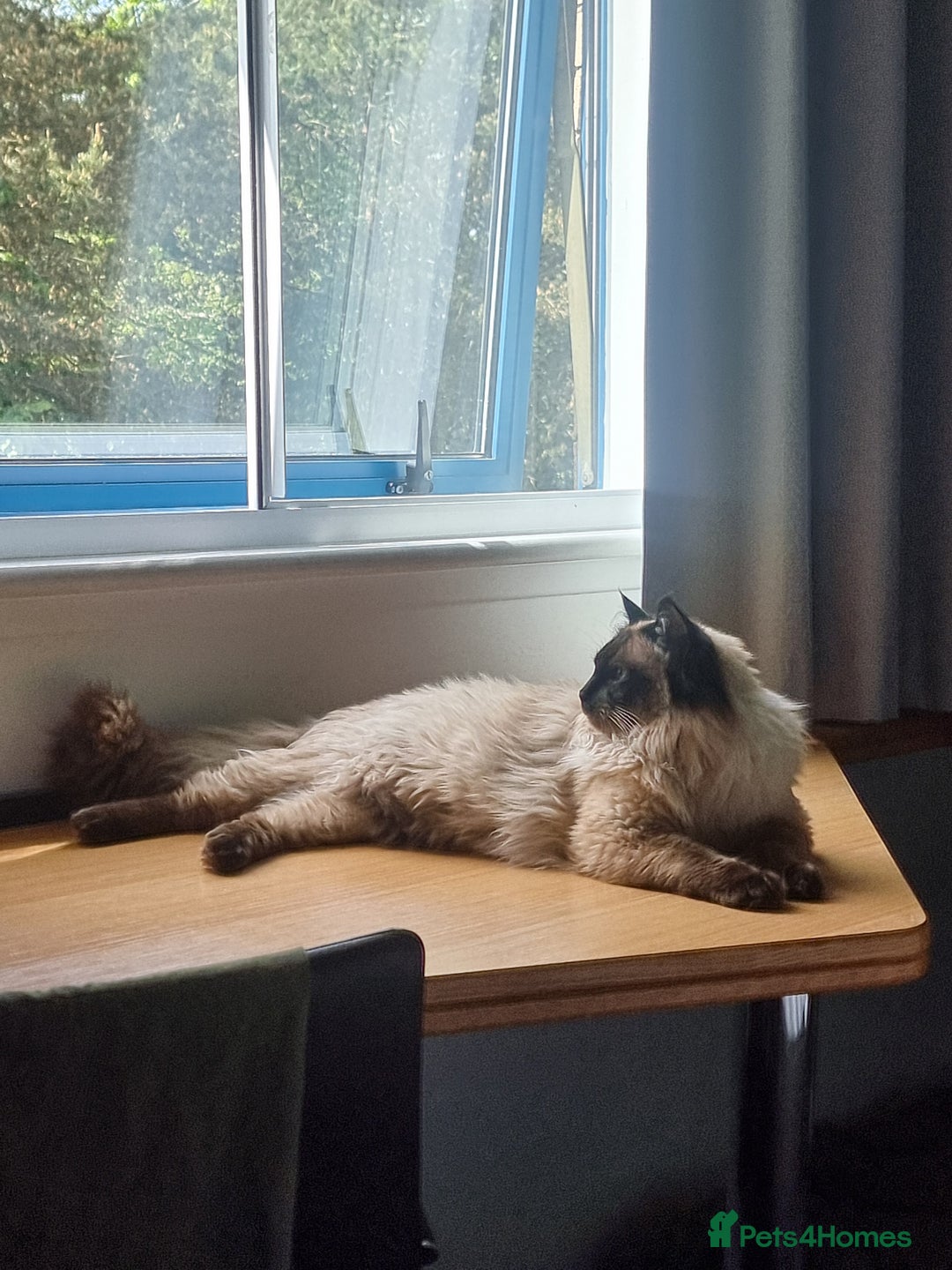 Ragdoll cats for stud: Ollie - Ragdoll Stud Available - Playful & Loving - Image 9