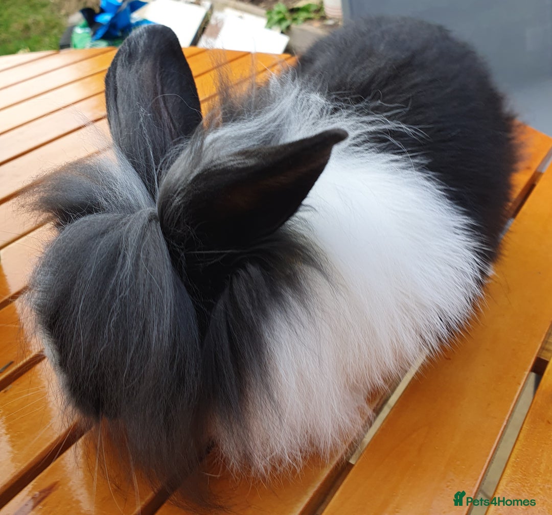 Mini Lop rabbits for sale: Friendly baby rabbits available to loving homes - Image 15