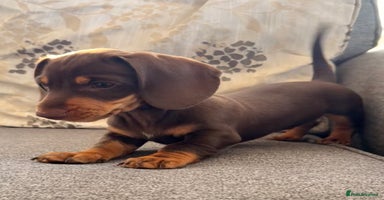Dachshund dogs - Advert 9