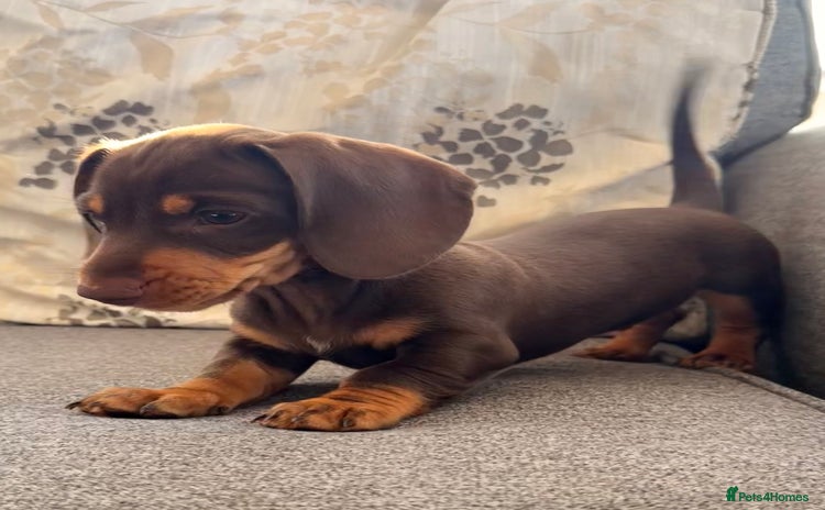 Dachshund dogs - Advert 2